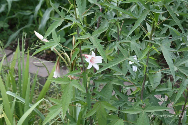 A plant with white flowers and green leaves.