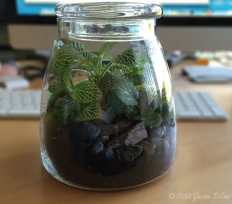 desk terrarium