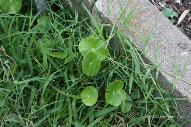Clovers growing in the grass next to a concrete wall.