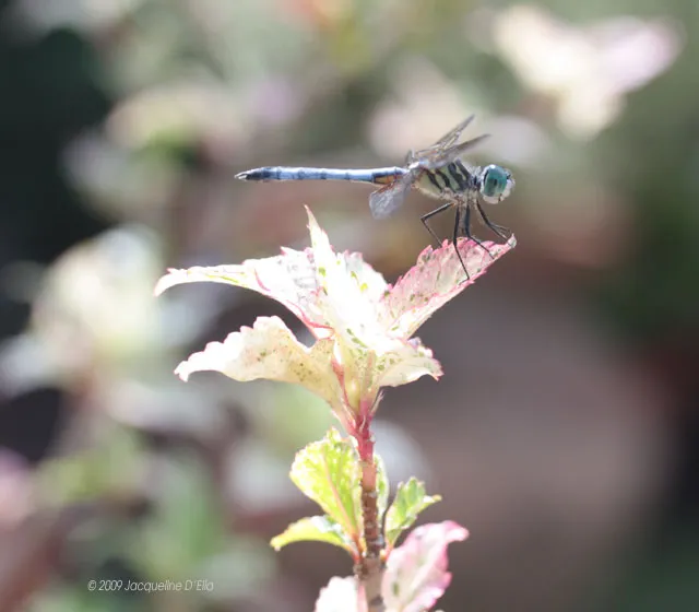 A blue dragonfly perched on a leaf.