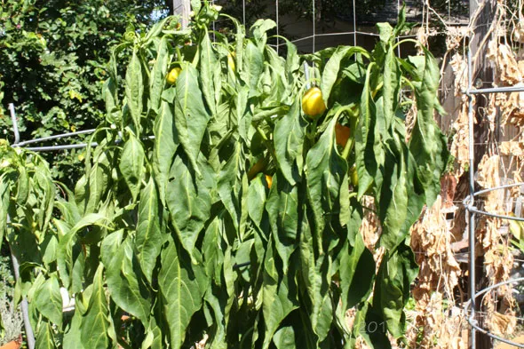 A bunch of yellow peppers growing in a garden.