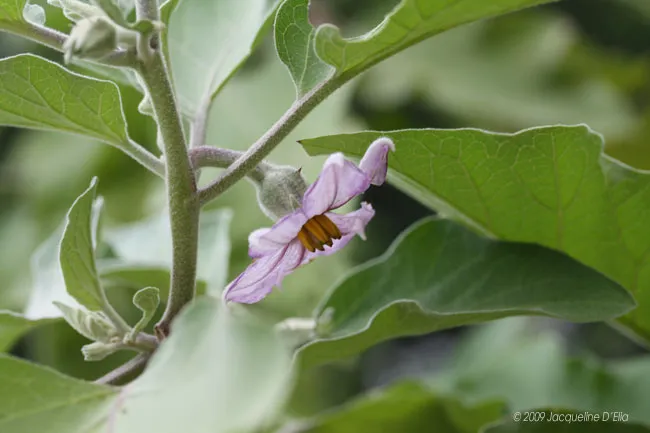 A plant with green leaves in a kitchen garden.