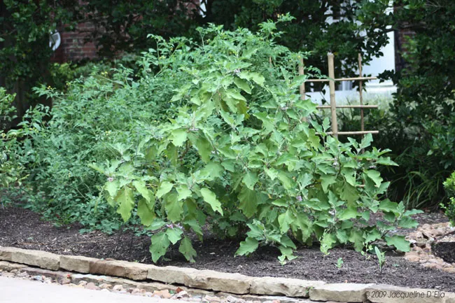 A kitchen garden with a plant in the middle.