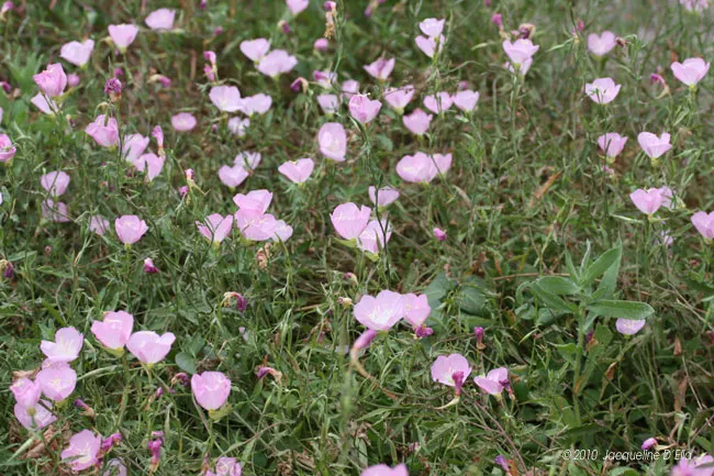 A field of pink flowers growing in the grass.