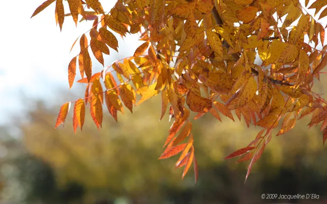 The leaves of a tree are orange and yellow.