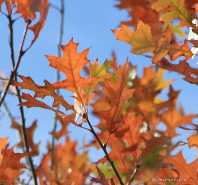 Autumn leaves on a tree against a blue sky.