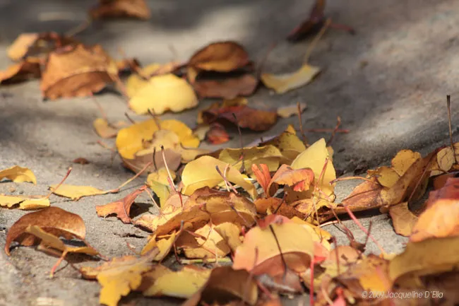 Autumn leaves laying on the ground.
