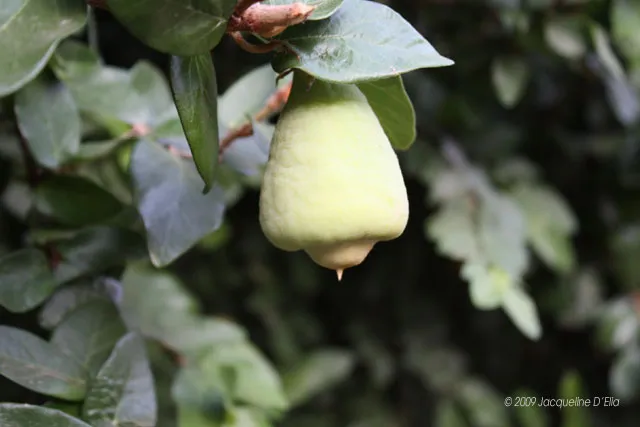 A green pear hanging from a tree.