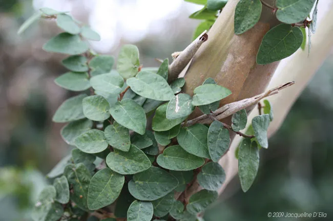 A close up of leaves on a tree.