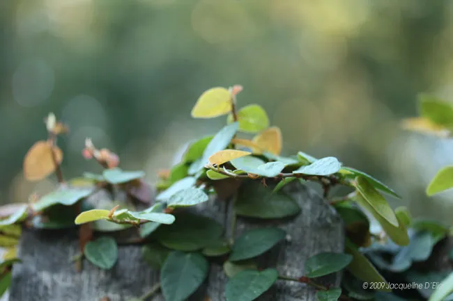 Ivy growing on a wooden fence.