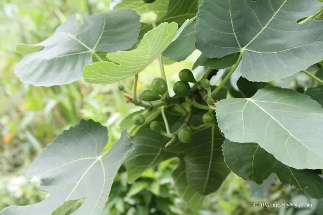Figs are growing on a tree with green leaves.