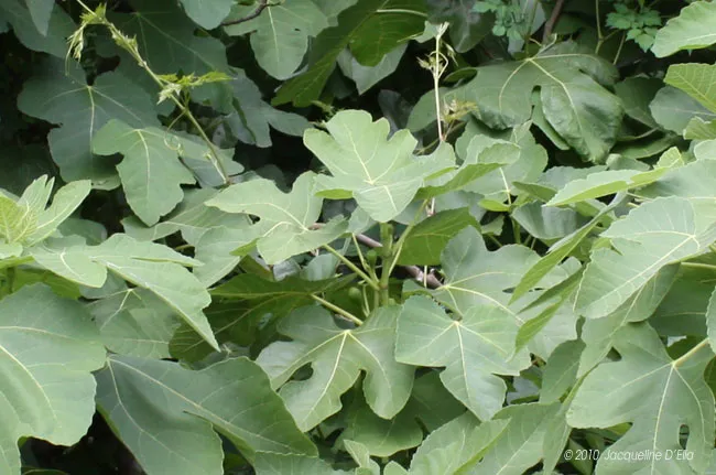 A close up of a plant with large leaves.