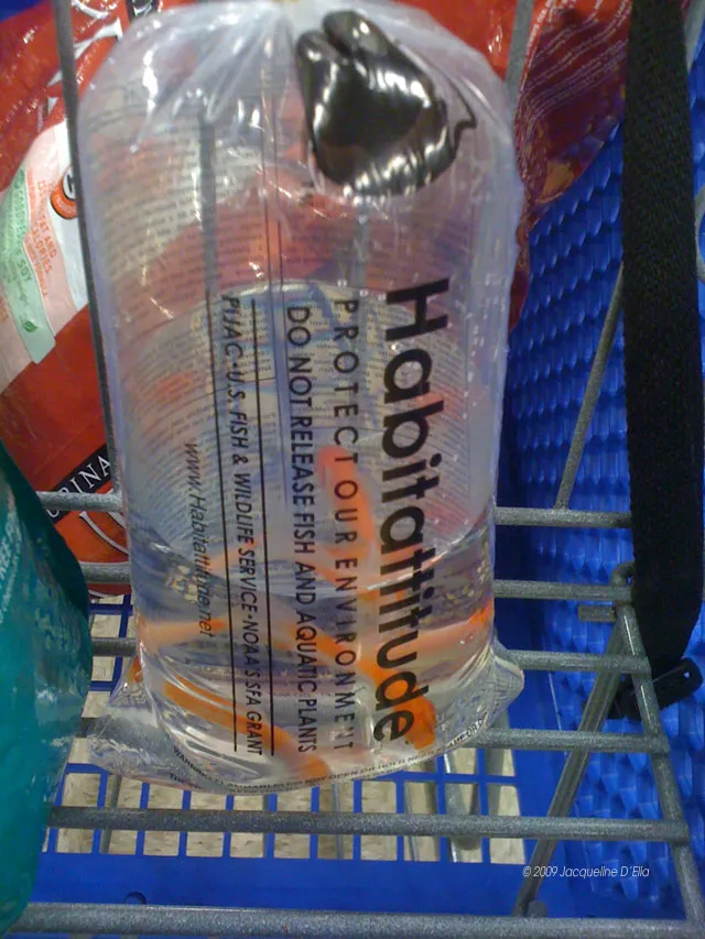 A bag of water in a shopping cart.