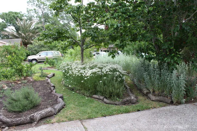 A garden with several plants and a car parked next to it.