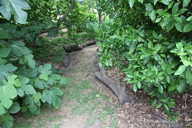 A path in a wooded area.