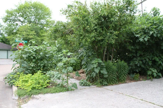 A street with a lot of plants and trees.