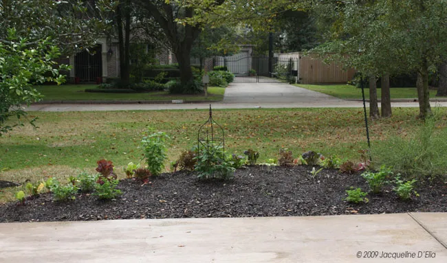 A kitchen garden bed.