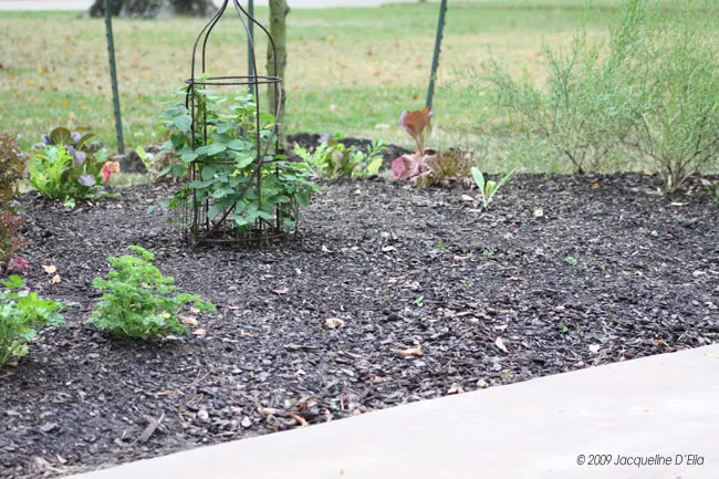 A kitchen garden with plants and a fence.