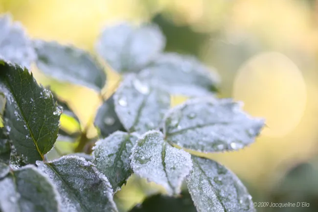 A close up of a leaf with frost on it.