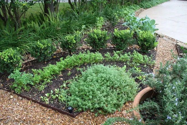 A kitchen garden with herbs in it.