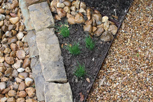 A kitchen garden with rocks and plants in it.