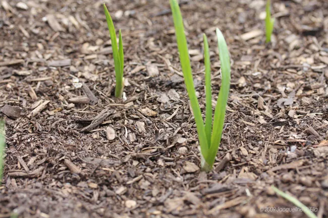 A group of green sprouts growing out of mulch.