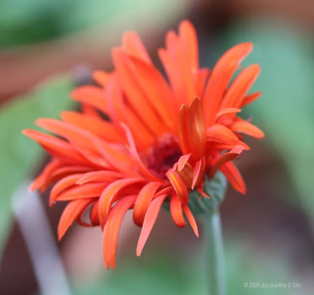 An orange gerbera flower in a garden.