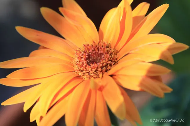 A close up of an orange flower in a pot.