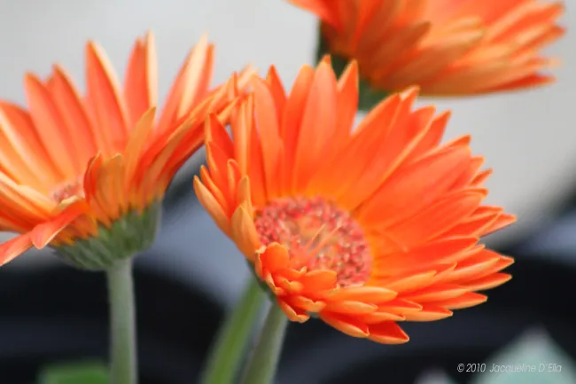 Orange gerbera flowers in a pot.