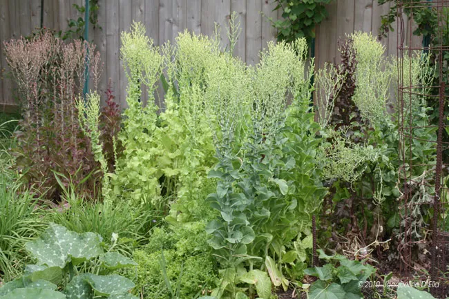 A garden with a variety of plants in it.