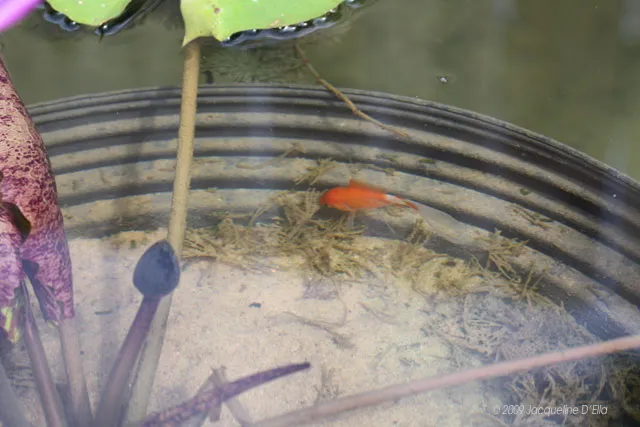 An orange fish is sitting in a pot of water.