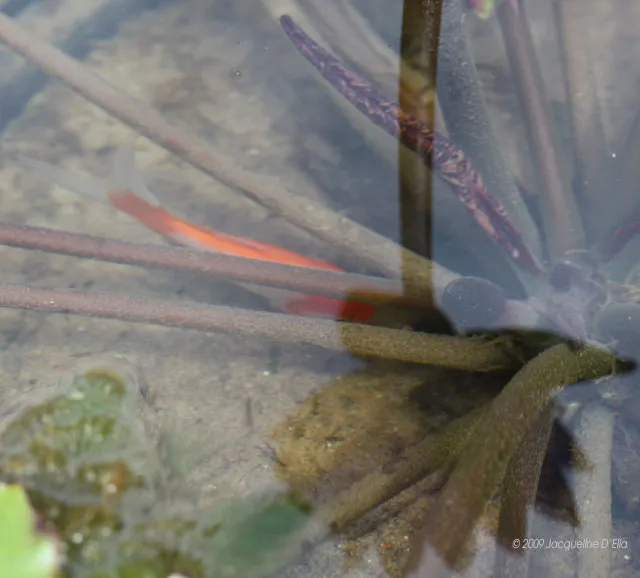A fish swimming in a pond.