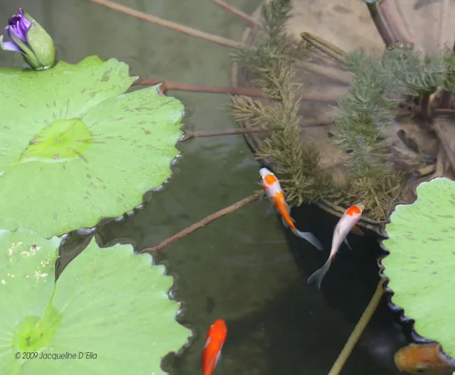 Koi fish in a pond with water lilies.