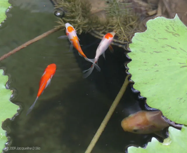 Three koi fish swimming in a pond with lily pads.