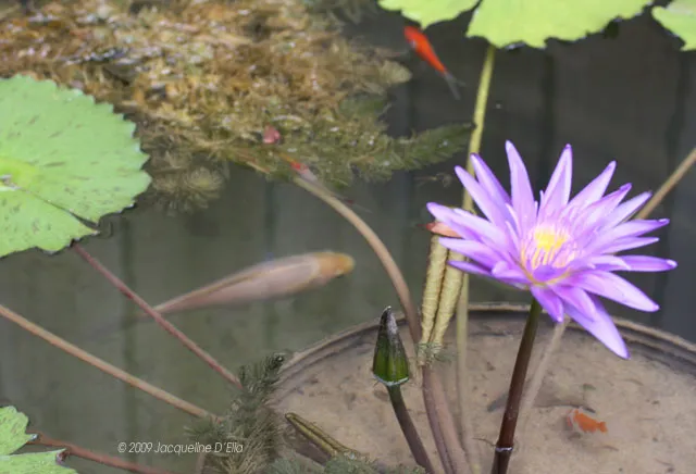 A purple water lily in a pot next to a goldfish.