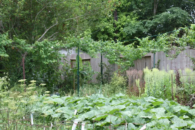 A garden with a fence and lots of plants.