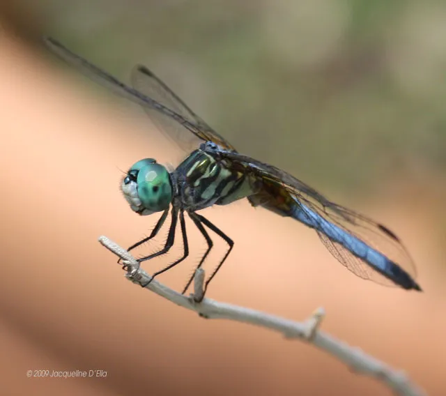 A dragonfly is perched on a twig.