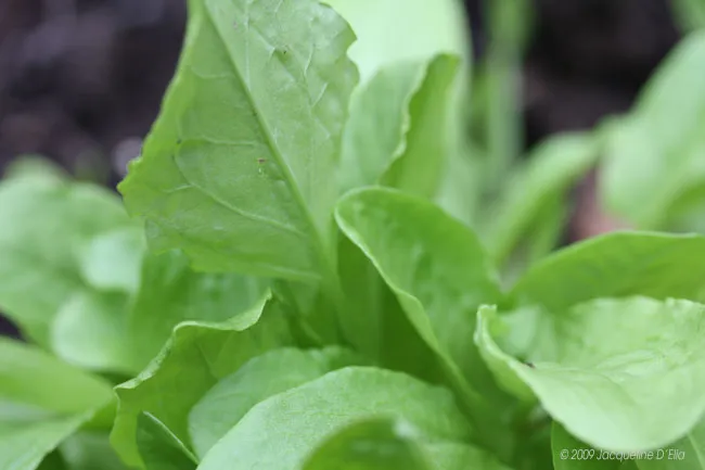 A close up of a leafy green plant in a kitchen garden.