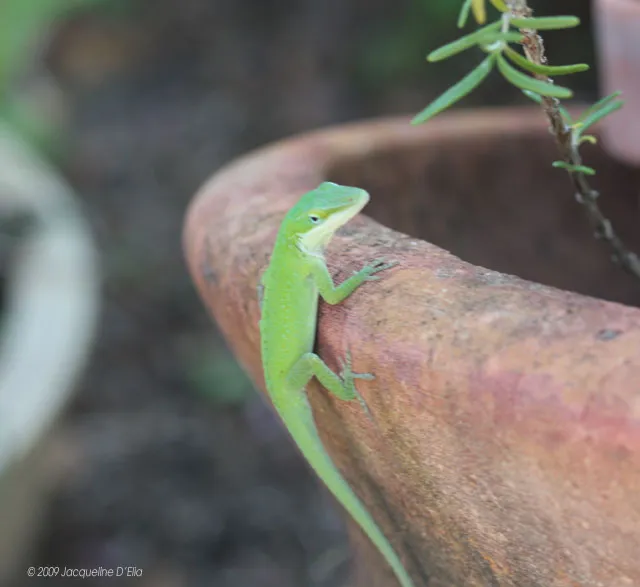 A green lizard sitting on top of a planter.