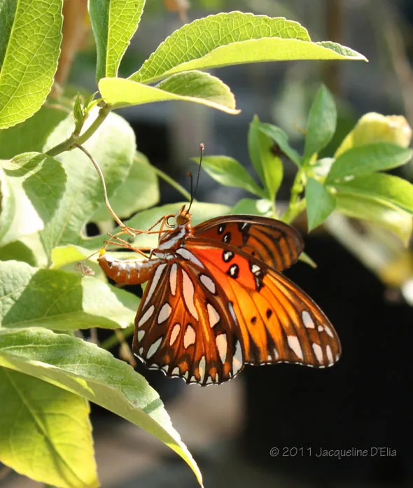 A butterfly is sitting on top of a leaf.