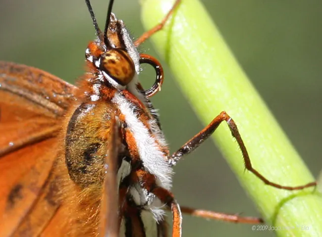 A close up of a brown butterfly on a stem.