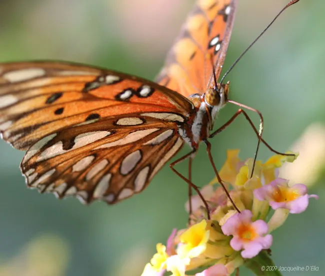 A butterfly is sitting on a flower.