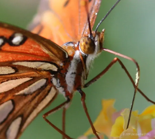 A close up of an orange butterfly on a flower.