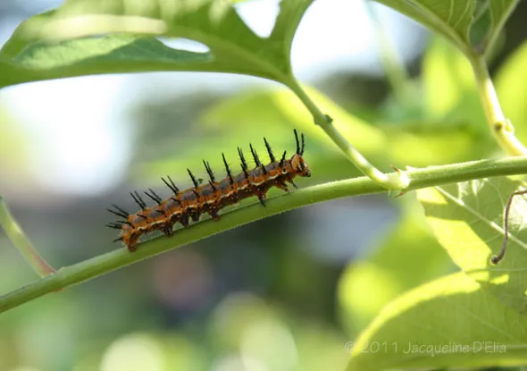 A caterpillar is sitting on a leaf.