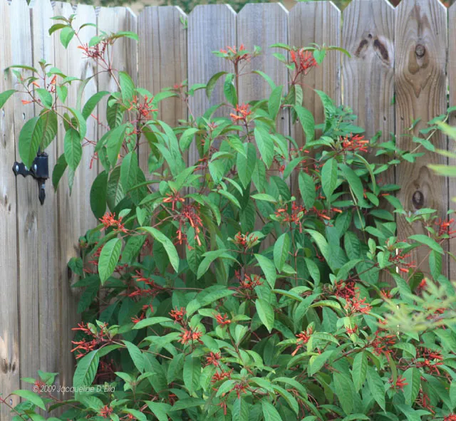 A plant with red and green flowers near a wooden fence.
