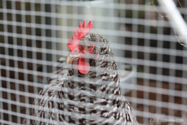 A chicken is standing behind a wire fence.
