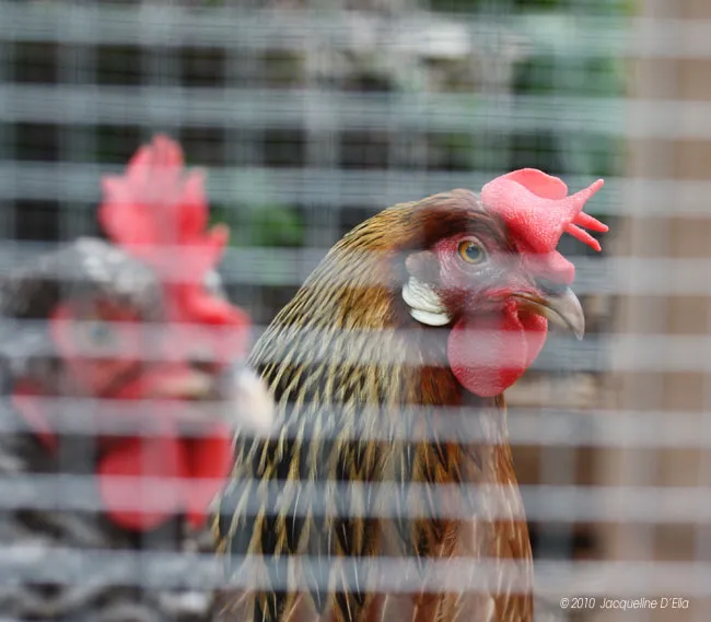 Two roosters in a cage looking at each other.