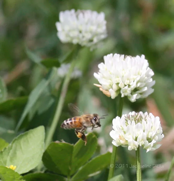 A bee is hovering over a clover flower.