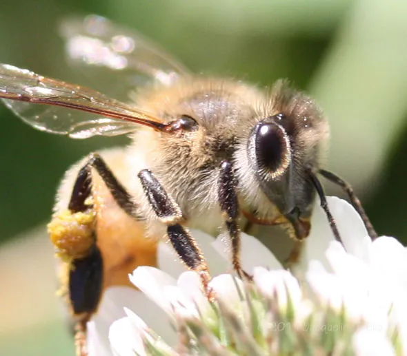 A close up of a bee on a flower.