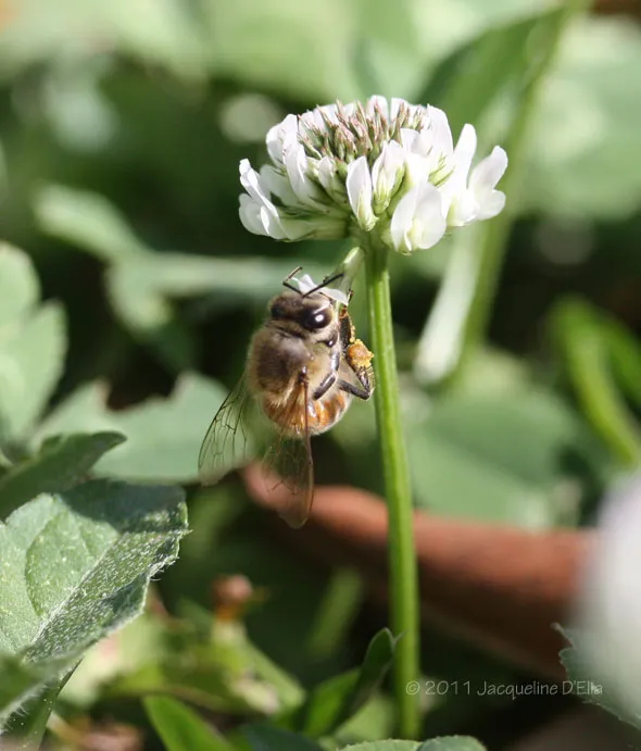 A bee is sitting on a white flower.